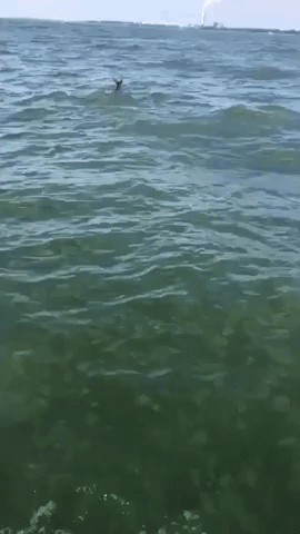 Fishermen Rescue Deer Adrift in Lake Erie