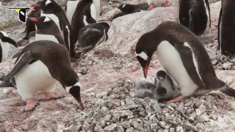 penguins rocks GIF