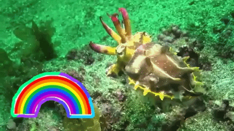 katherinegsmith giphygifmaker giphyattribution rainbow colors GIF