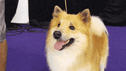 dog GIF by Westminster Kennel Club