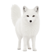 Happy Fox Animation Sticker