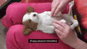 Puppy Happiness GIF