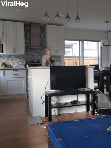 Curious Cat Causes TV Crash