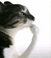 Cat GIF