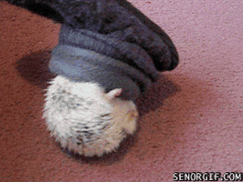 hedgehog slipper GIF by Cheezburger