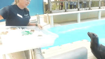 Houston Zoo Sea Lions Given Cool Treats to Beat Texas Heat