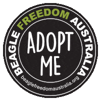 Cat Adopt Sticker by Beagle Freedom Australia