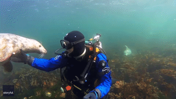 Playful Seal Gets Acquainted With Diver Off Coast of Northumberland