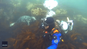 Put It There! Diver Delights as Seal 'Buddy' Holds His Hand