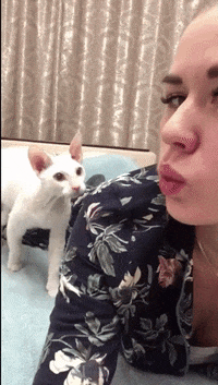 Cat GIF by ViralHog