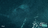 The Trench Shark GIF by Warner Bros. Pictures