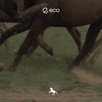 Uts GIF by Eco