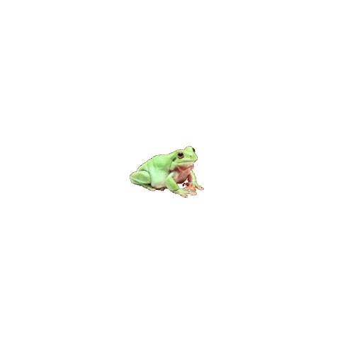 Frog No Sticker by Messenger