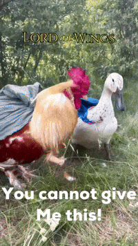 hobbithobbyist lotr aragorn arwen lord of the wings GIF