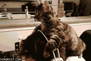 video games cat GIF by Cheezburger