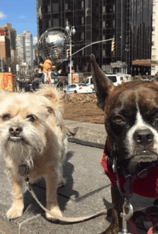 gottalotta dog trump new york city sisters GIF