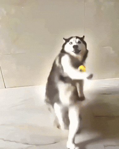 Dog GIF