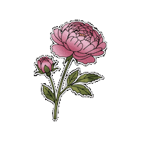 Flower Peony Sticker