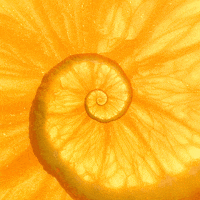 konczakowski nature sweet orange trip GIF