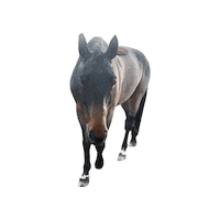 Horse Jumper Sticker by WIT Equestrian Clothing Co.