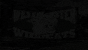 wildcats thewestminsterschools GIF by Westminster