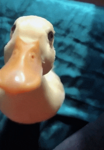Wildlife gif. We see a closeup of a small duck staring up at us. It jumps towards us, poking us with its bill, then stumbles backwards and kicks at the air as it falls onto its back.