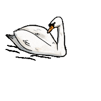 Swan Sticker by girlinwhiteglasses