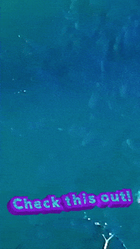 The Bank Wow GIF