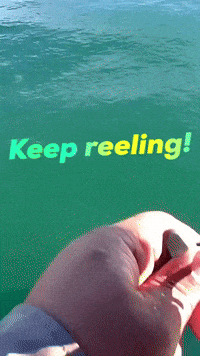 The Bank Wow GIF