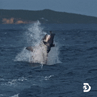 Travel Ocean GIF by Shark Week
