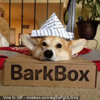 GIF by The BarkPost 