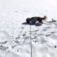 'What Happened to the Grass?' Dog Explores Virginia Snow