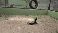 Fluffy Honey Badgers Play with Tire