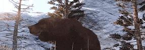 red dead redemption bear GIF