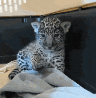 Chill Positive Vibes GIF