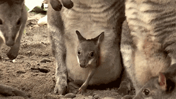 kangaroo GIF