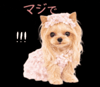 Yorkshire Terrier Seriously GIF