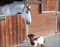 huhu GIF