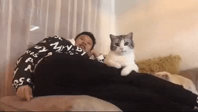 cuteanimalland giphyupload GIF