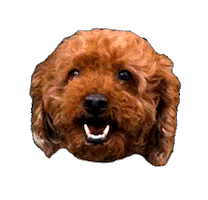 happy dog Sticker by Soko Glam