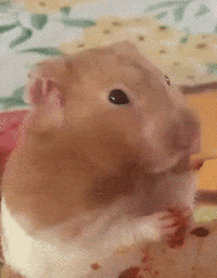 Hamster Munching GIF