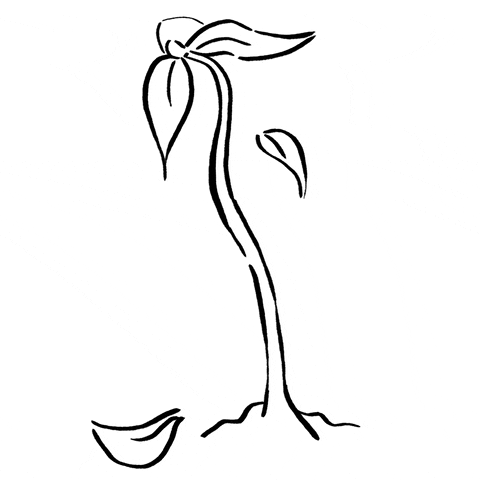 rikkipaepke flower flowers plant plants GIF