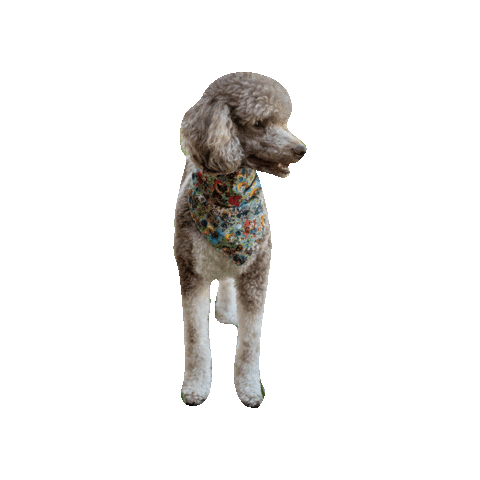 The Legend Of Zelda Poodle Sticker by Geekster Pets