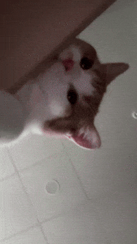 Dobbi GIF