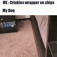 Mbss dog hello hi surprise GIF