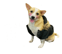 Dog Rescue Sticker