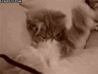 Tired Cat GIF