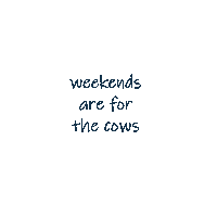Beef Bulls Sticker by Ash Valley Designs