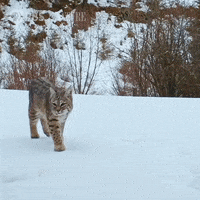 Pbs Nature Animales GIF by Nature on PBS