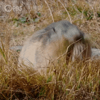 Pbs Nature Animales GIF by Nature on PBS